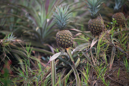 Juicy pineapples thrive in vibrant tropical field, surrounded by green foliage and sunny skies.の写真素材