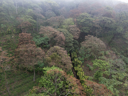 Mist drapes over rich green forest with narrow creek winding through trees at dawn.