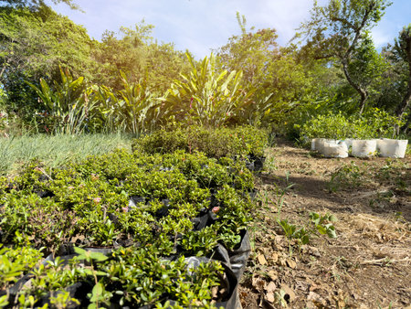 New botany plants in bags on farm field on sunny dayの写真素材