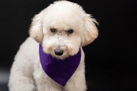 Cute white poodle puppy dog isolated on black studio backgroundの写真素材