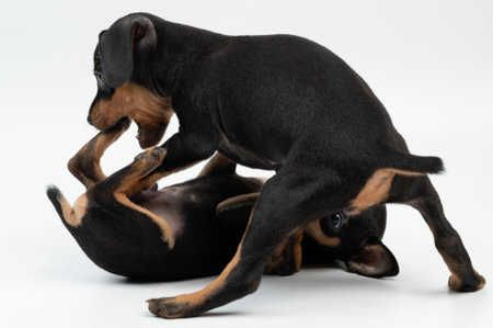 Growing up playing two puppies isolated on white studio backgroundの写真素材