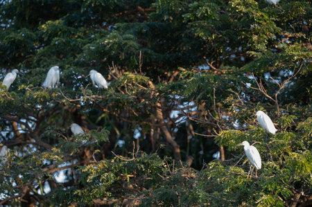 White heron birds sit on tree branches prepare to sleepの写真素材