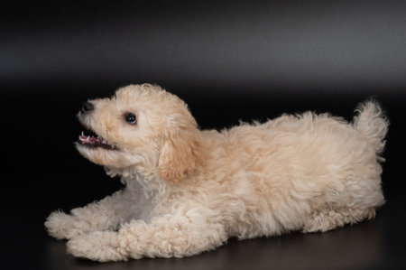 Barking small poodle puppy dog isolated on black studio background