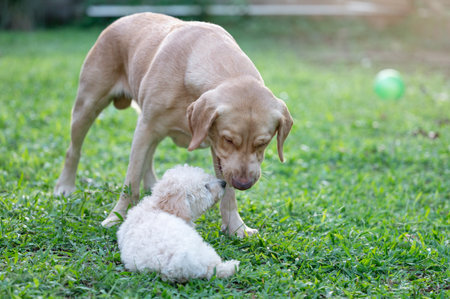 Two dogs sniff each other on green grass backgroundの写真素材