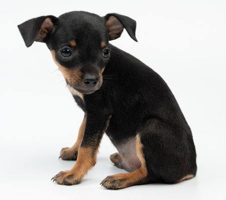 Cute pinscher puppy dog portrait sit on white studio backgroundの写真素材