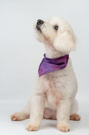 Charming white poodle dog with collar sit on studio background