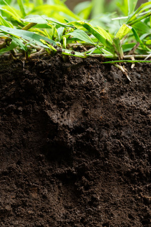 Fresh cut of brown soil with grass macro close up viewの写真素材