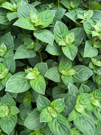 Abstract green nature background. Garden leaf backdropの写真素材