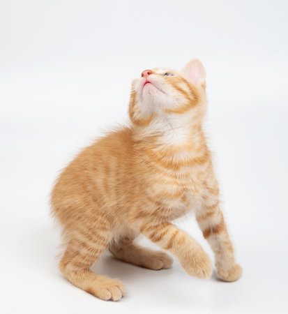 Ready to jump small cute kitty isolated on white studio backgroundの写真素材
