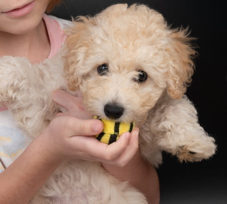 Playing with poodle puppy on black studio background
