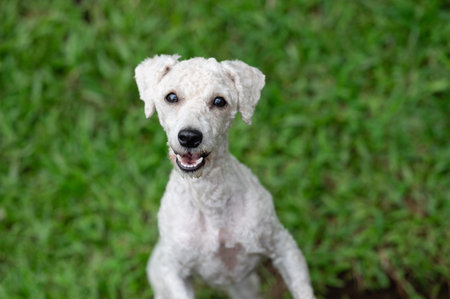Cheerful dog stands excitedly in lush green field, showcasing its playful nature and bright demeanor under sun.の写真素材