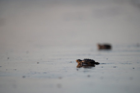 Little turtles crawl to ocean water on beach macro close up viewの写真素材