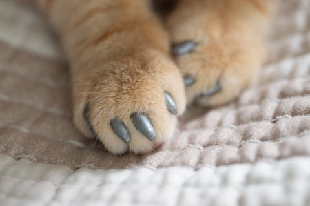 Cat's paws with grey-painted claws rest gently on soft, textured blanket, showcasing moment of...