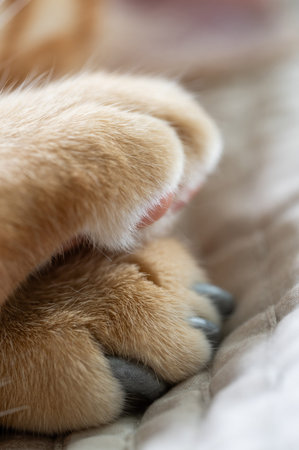 Close-up view of delicate paws with soft fur, resting comfortably on cozy blanket, conveying sense...