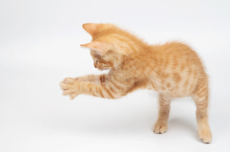 Try to catch with paws orange small kitty isolated on white studio backgroundの写真素材