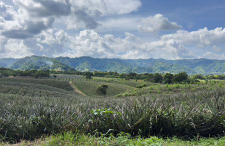Rows of pineapple plants stretch across landscape with mountains in background on sunny day with fluffy clouds.の写真素材