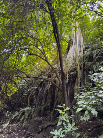 Large tree stands tall with exposed roots in dense green forest. Sunlight filters through leaves,...