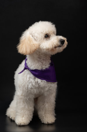 Looking on side white poodle dog isolated on black backgroundの写真素材