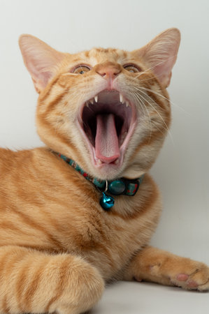 Orange tabby cat yawns widely, showing its teeth and relaxed posture while resting comfortably in cozy spot.の写真素材