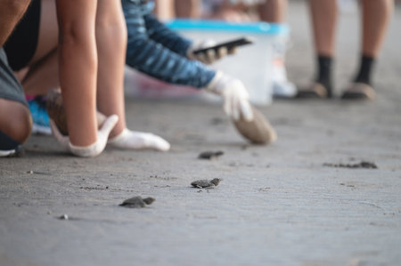 Just hatch baby turtles released on ocean beach by people volunteersの写真素材