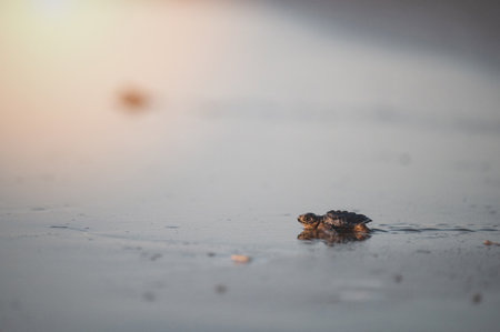 Close up of baby turtle walk on wet sand to ocean waterの写真素材