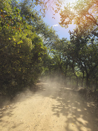 A dirt road winds through thick trees with dust rising in the air on a sunny day.