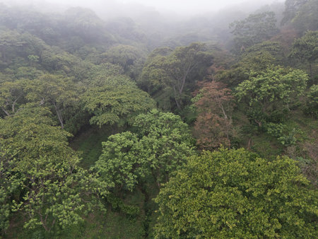 Thick mist envelops vibrant forest filled with various trees, capturing  tranquil beauty of dawn.