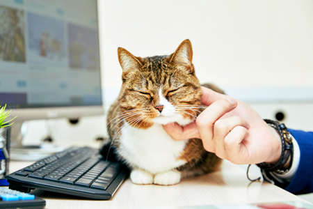 Funny cat with in office. Business scene.の写真素材