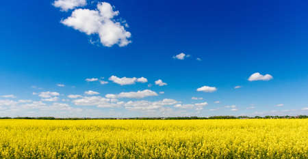 flowers of oil in rapeseed field with blue sky and cloudsの写真素材