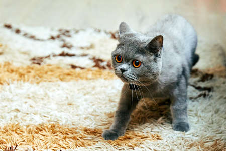 High angle view of gray striped cat looking up. British Shorthairの写真素材