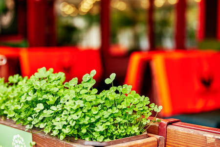 Clover Leaves for Green background with three-leaved shamrocks. St. Patrickの写真素材