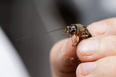 man holds cricket in his hand, farm crickets, edible cricketsの写真素材