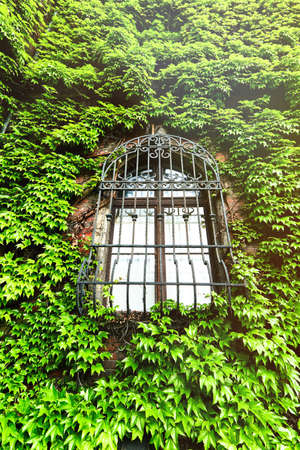 old window, building overgrown with wild grapes, ivyの写真素材
