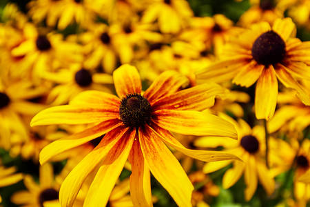 texture of echinacea, coneflower yellowの写真素材