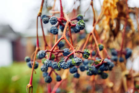 the damaged dry vineyard plant dry grapesの写真素材