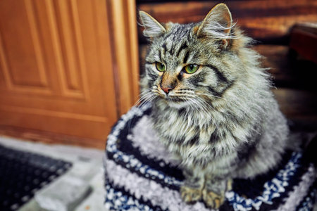 Severe and serious cat looking strictly. Wait for the host. Haughty and self-petの写真素材
