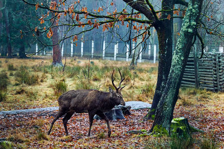 Black-tailed deer in velvet feeding and walking through typical forested areaの写真素材