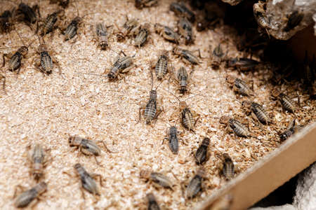 many insects crickets and protein foods forの写真素材
