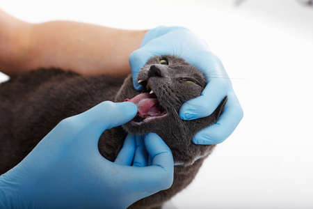 examination of a cat at the vet, close-up, examination of the mouth of catの写真素材