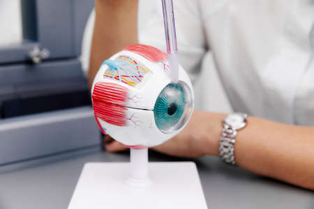 Enlarged anatomical eye model and laboratory samplersの写真素材