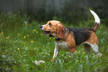 Beagle dog runs in the grass with its tail up, long earsの写真素材