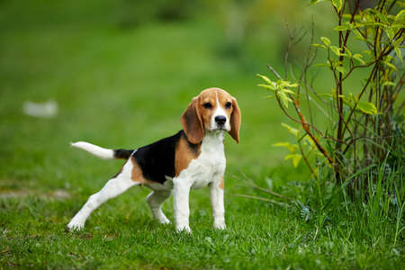 Beagle puppy old standing on green grass in summerの写真素材