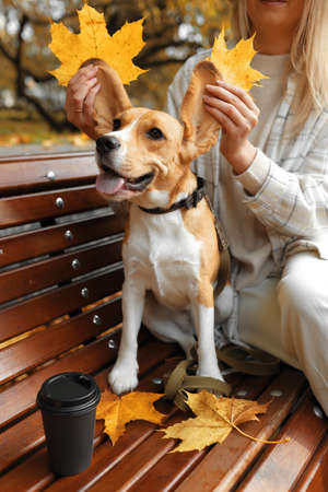 Beagle Dog sitting on the autumn leavesの写真素材