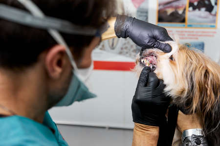 Dog teeth with cavities close-up. Checking dog teethの写真素材