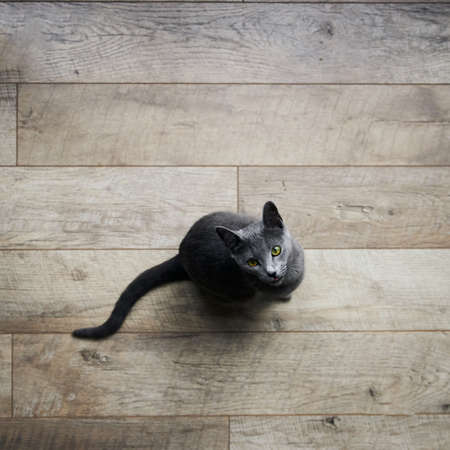 Russian blue cat sitting looking up on the wooden floorの写真素材