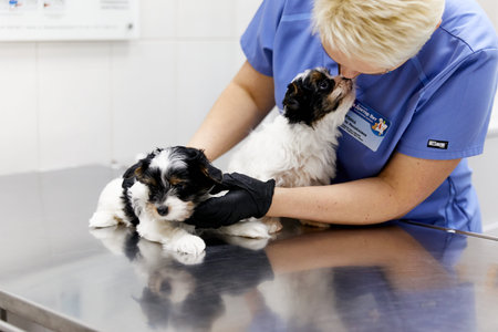 Veterinarian examines two black and white puppies, veterinary clinic, cute dogs