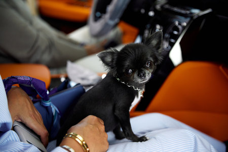 A small black Chihuahua dog sitting on his lap in the carの写真素材