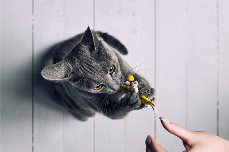 Playful grey cat with small toy held by owner on white floorの写真素材