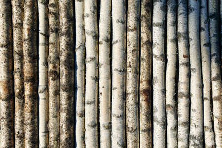 Long birch trunks illuminated by sunlight put in row at storage. Black and white trees prepared for winter heating season upper close viewの写真素材