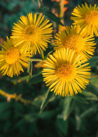 Closeup of yellow flowers with green leaves in the garden. Nature backgroundの写真素材
